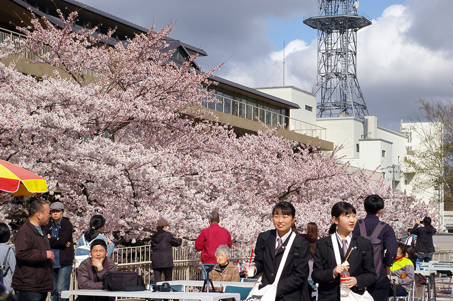 市役所さくら庭 さくらまつり イベント・ステージ側から