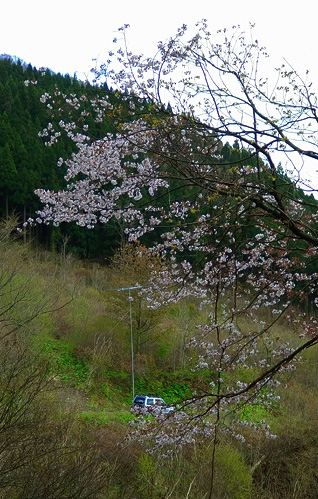 山の桜も 散り始めている。熊さんも出るらしいので、外での作業は 爆音ロック♪や 熊鈴が必須だ。