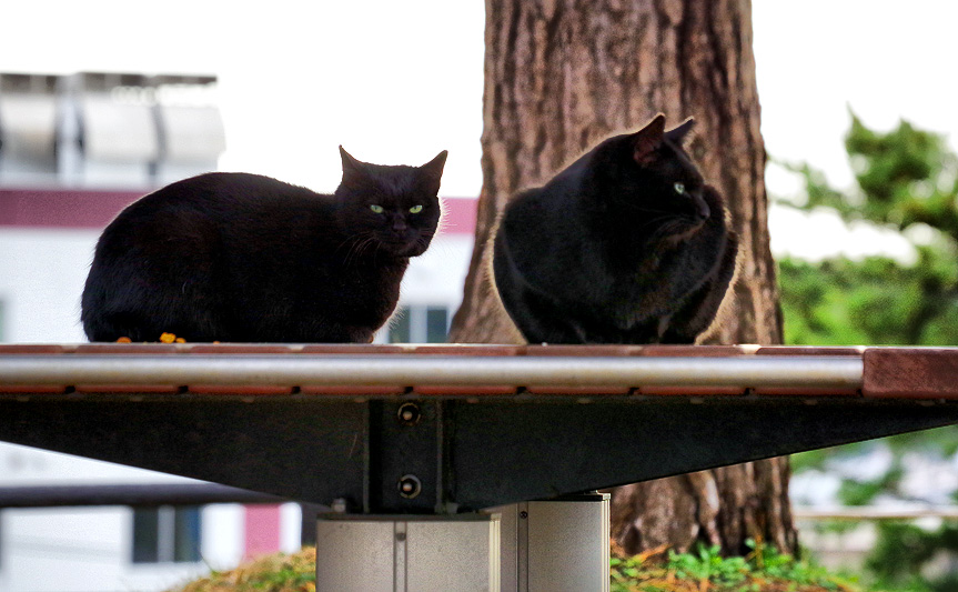 能代公園 東屋の黒猫